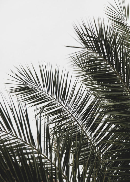Palmbladeren 3 | Canvas