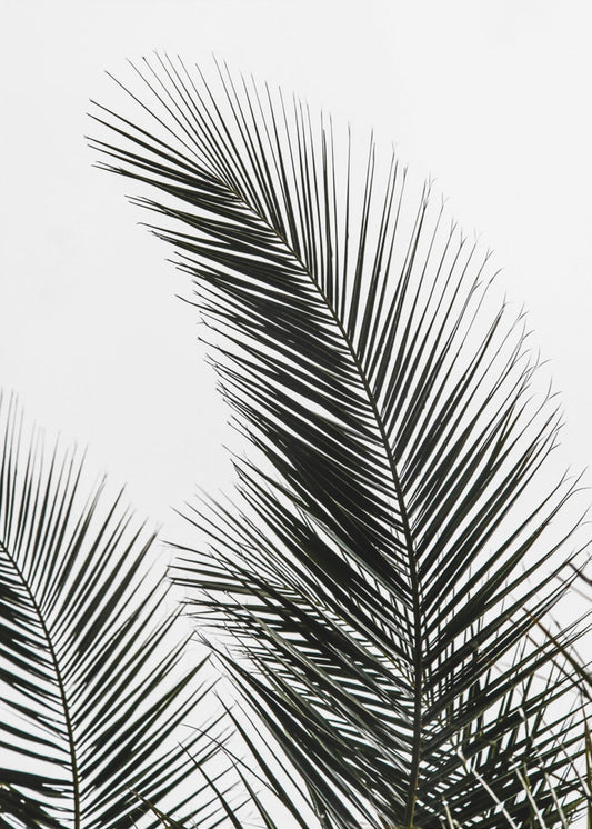 Palmbladeren 1 | Canvas