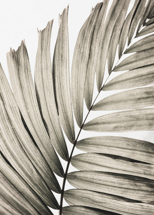 Palmbladeren 22 | Canvas