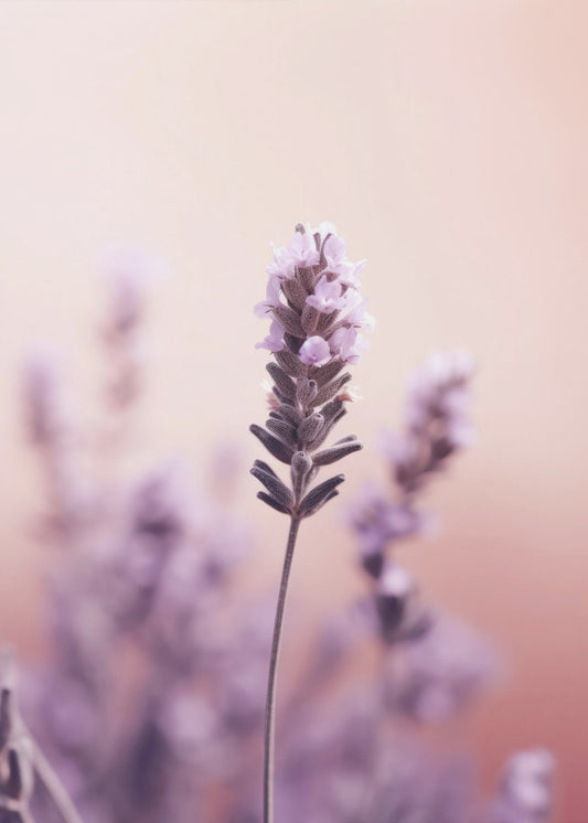 Lavender Serenity | Poster