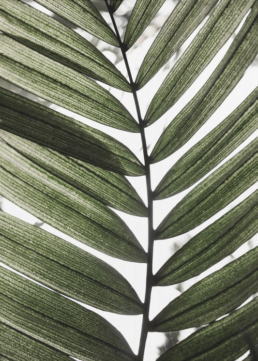 Palmbladeren 24 | Canvas
