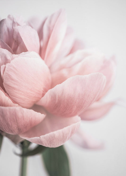 Peony 3 | Poster