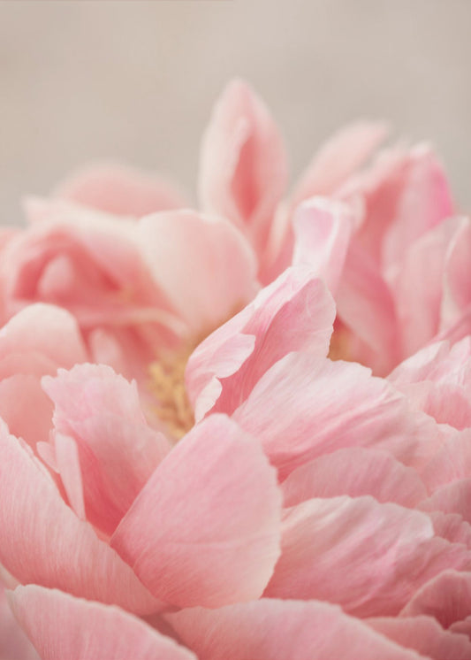 Peony 4 | Poster