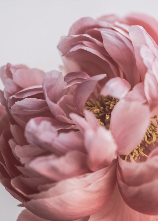 Peony | Poster