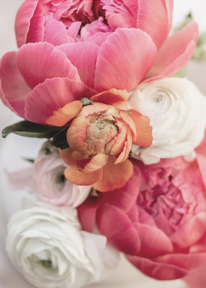 Spring Flowers 1 | Poster
