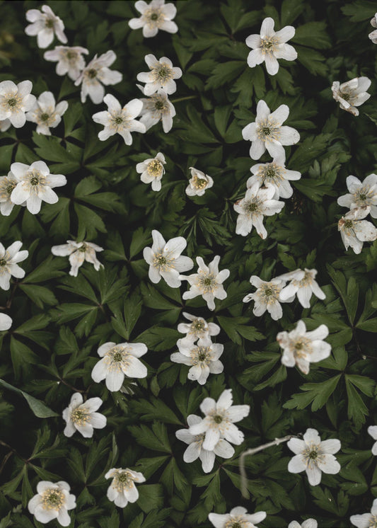 Tiny Flowers 2 | Poster