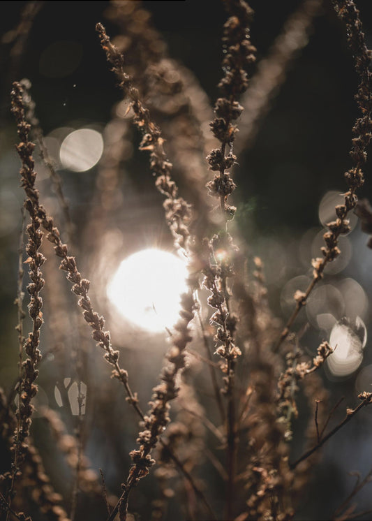 Natuurlijke Sparkle 2 | Poster