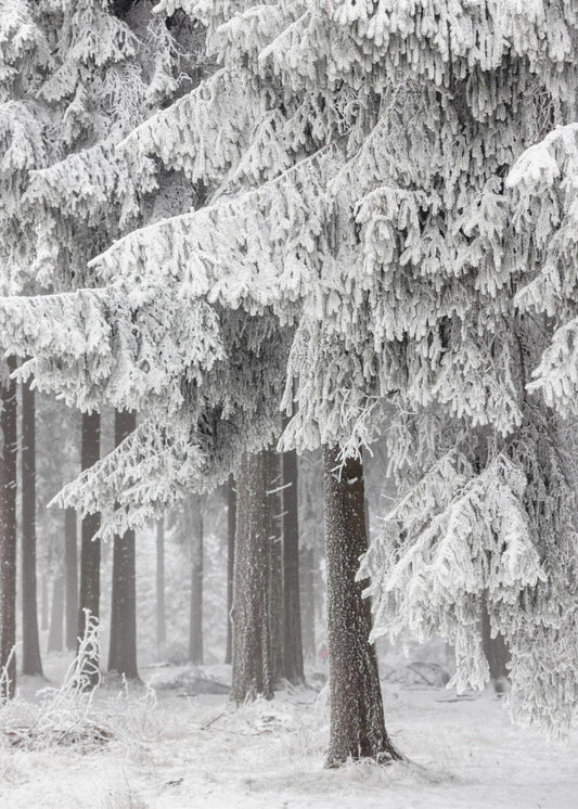 Winterbos 2 | Poster