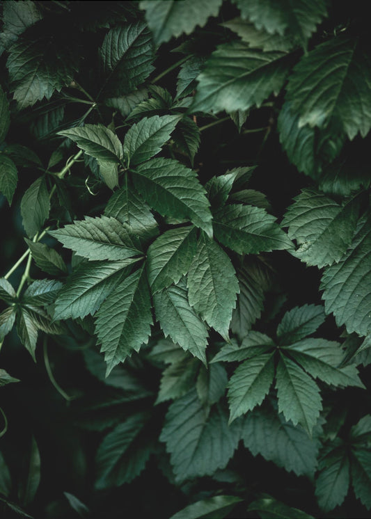 Dark Leaves 13 | Poster