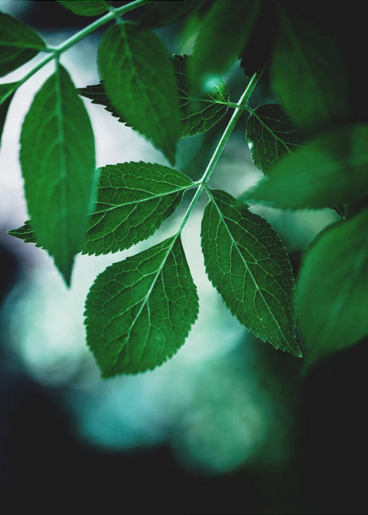 Dark Leaves 14 | Poster