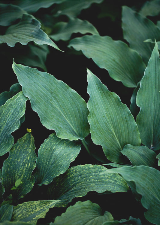 Dark Leaves 15 | Poster