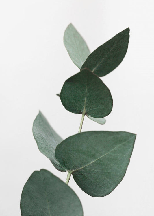 Eucalyptus 4 A1 | Poster