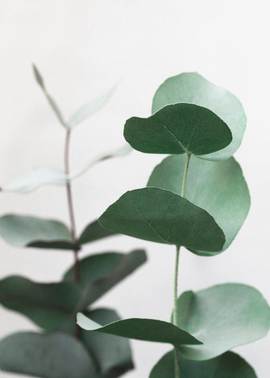 Eucalyptus 5 A1 | Poster