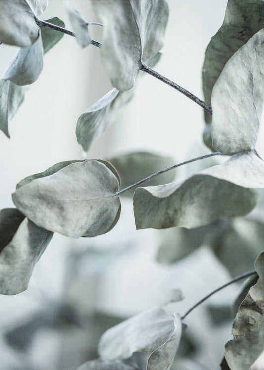 Eucalyptus 8 | Poster