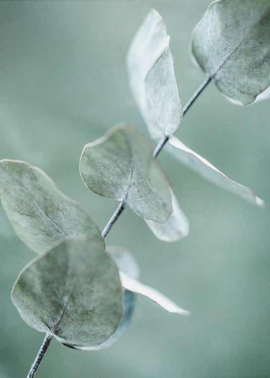 Eucalyptus 9 | Poster