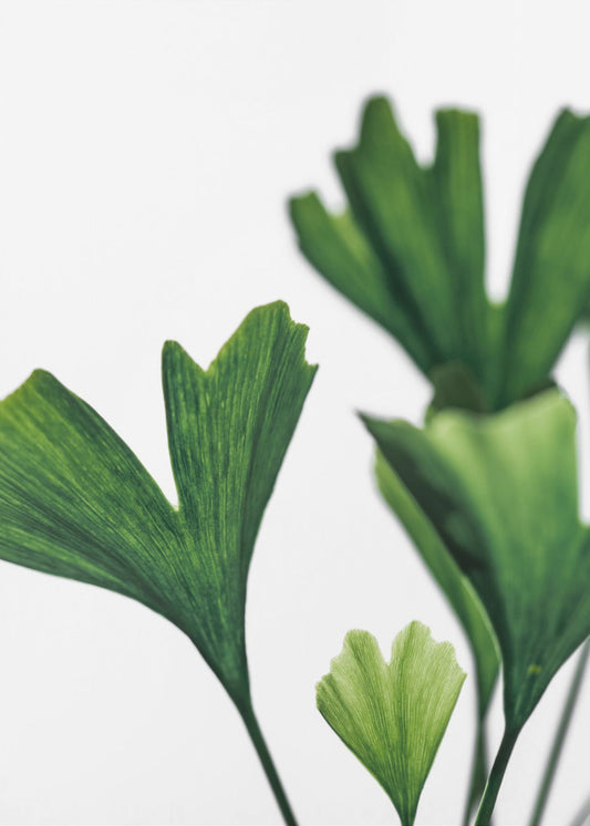 Ginko 5 | Poster