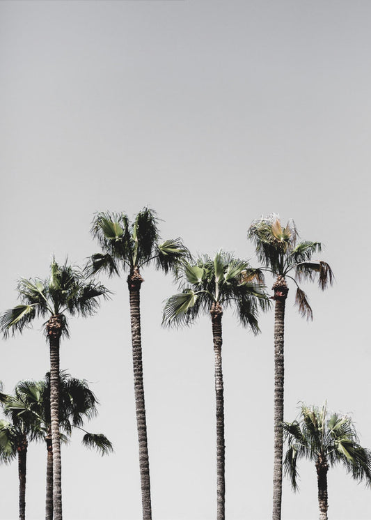 Palm Trees 5 | Canvas