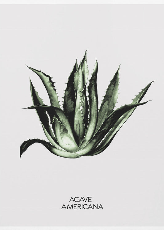 Green Agave Elegance | Poster