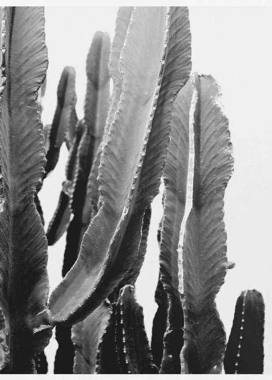 Cactus Elegance | Poster