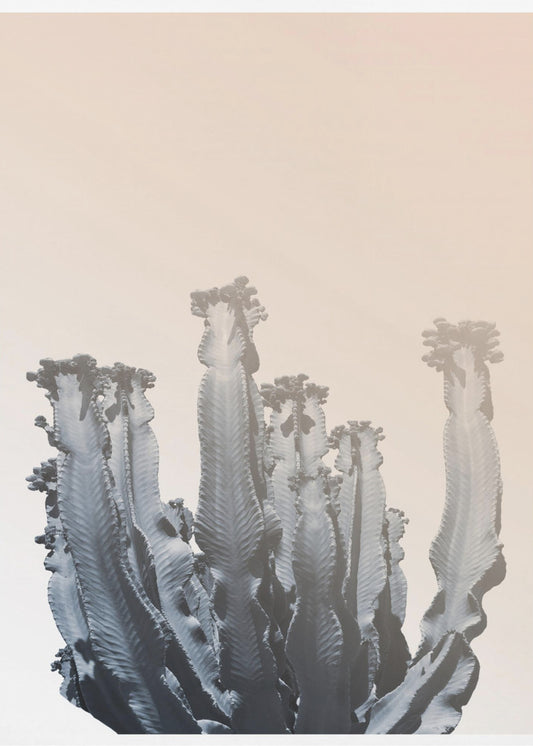 Cactussilhouetten | Canvas