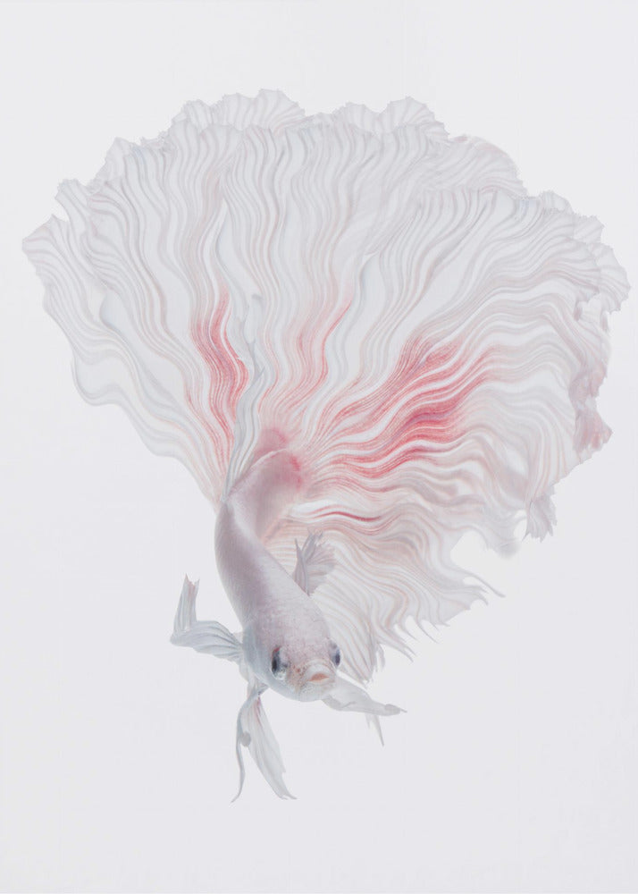 Wortel Betta | Canvas
