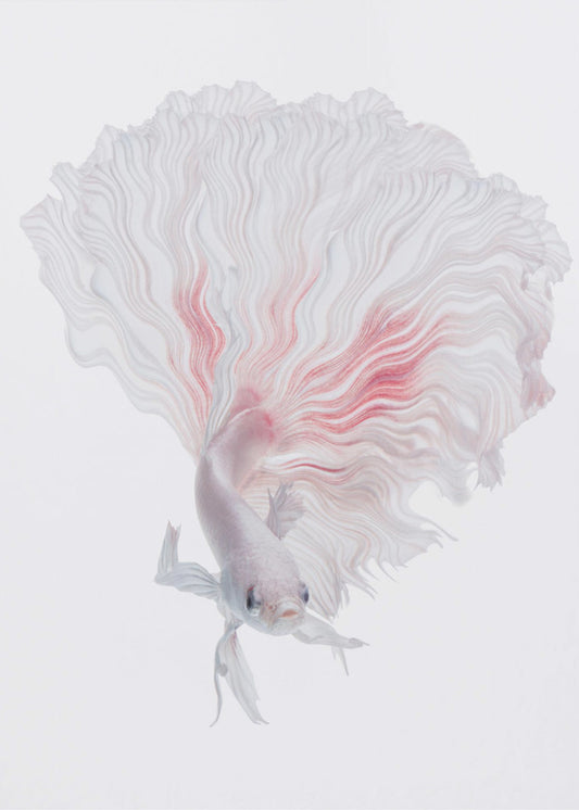 Wortel Betta | Canvas