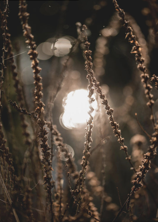 Herfstverlichting 2 | Poster