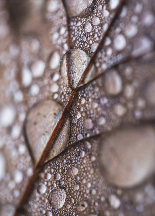 Autumn Rain | Poster