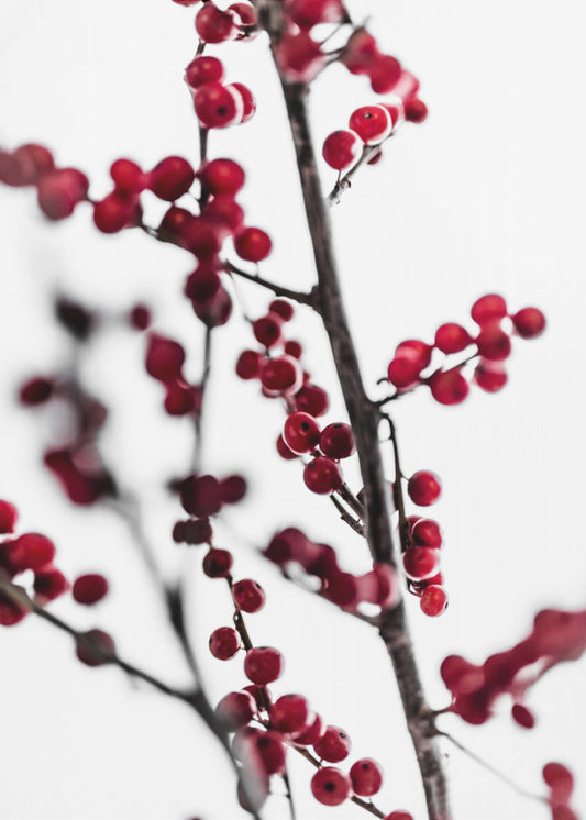 Red Berries 1 | Poster