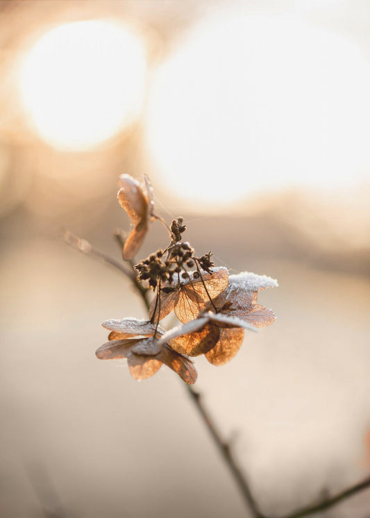 Hydrangea 4 | Canvas