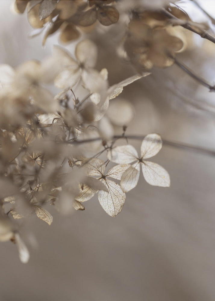 Hydrangea 1 | Poster