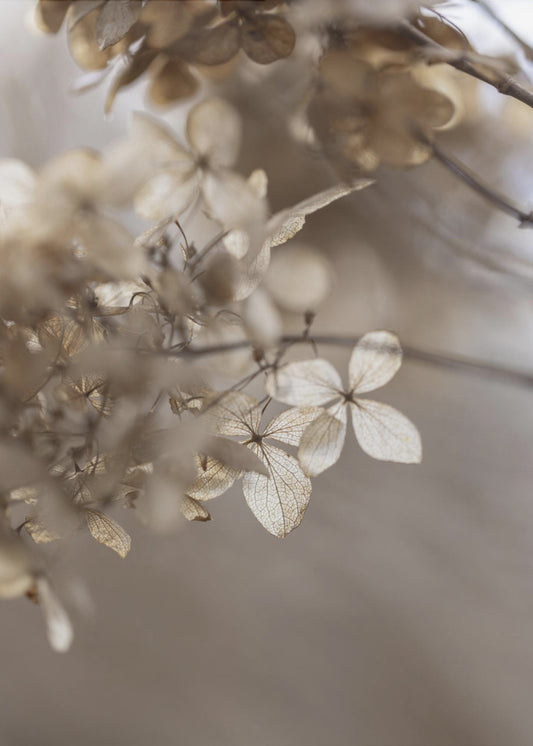 Hydrangea 1 | Poster