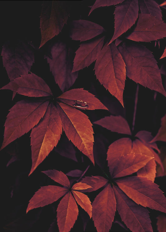 Dark Leaves 7X | Poster