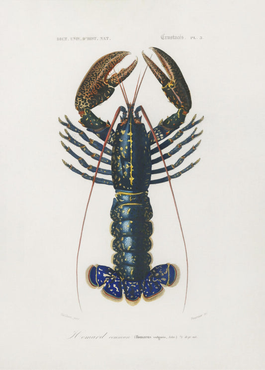 Crimson Crawfish | Canvas
