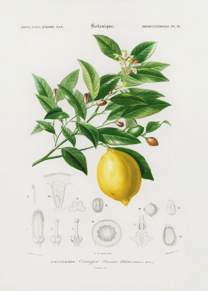 Citroen (citruslimonium) | Poster