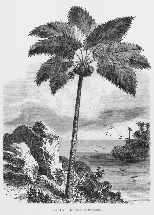 Vintage palmboom tekening I | Canvas