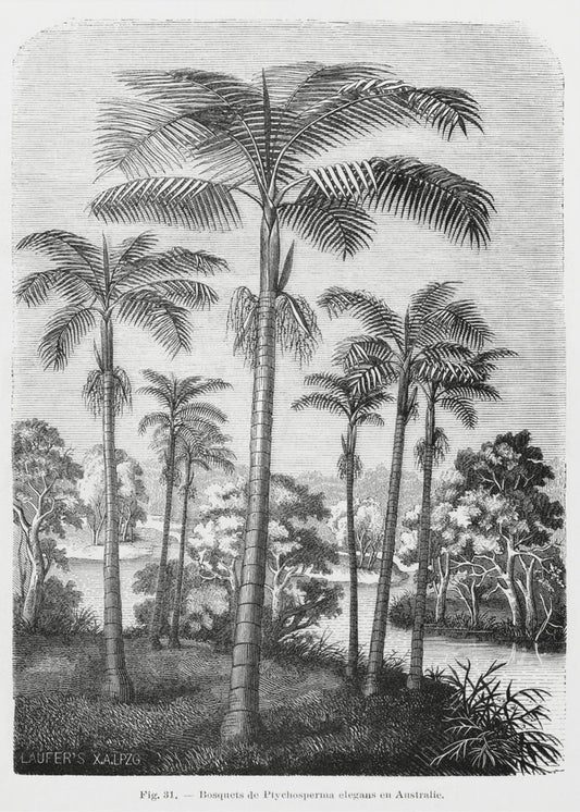 Vintage palmboom tekening II | Canvas