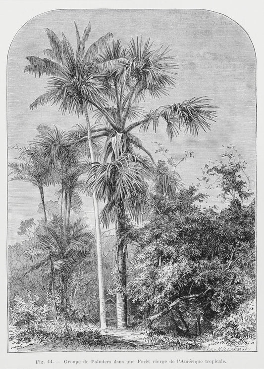 Vintage palmboom tekening IV | Canvas