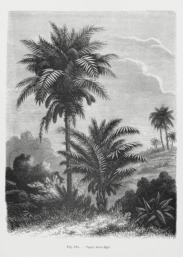 Vintage palmboom tekening V | Canvas
