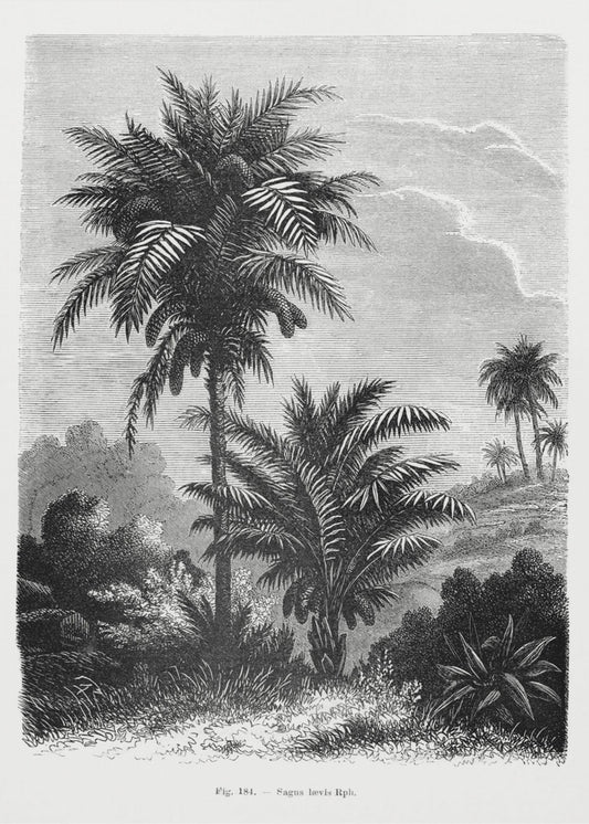Vintage palmboom tekening V | Canvas