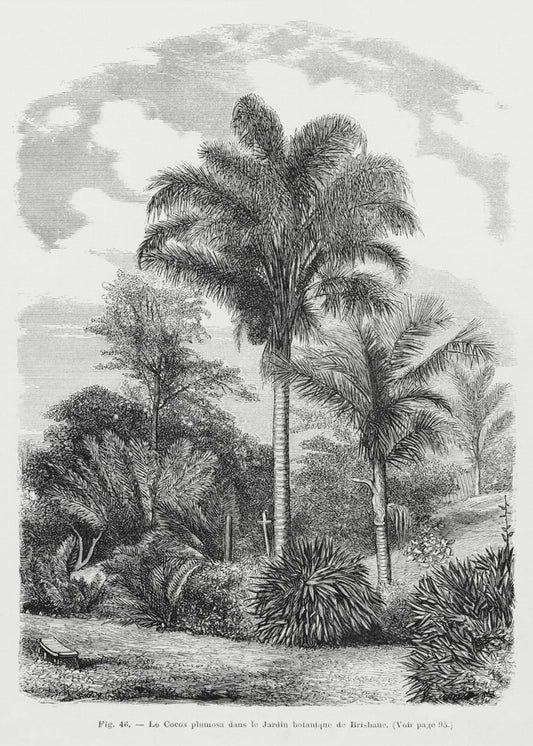 Vintage palmboom tekening VI | Canvas