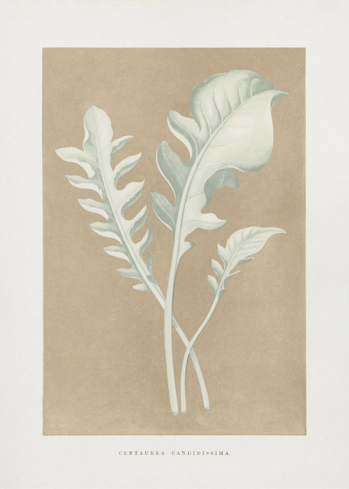 Centaurea Candidissima-bladillustratie | Canvas