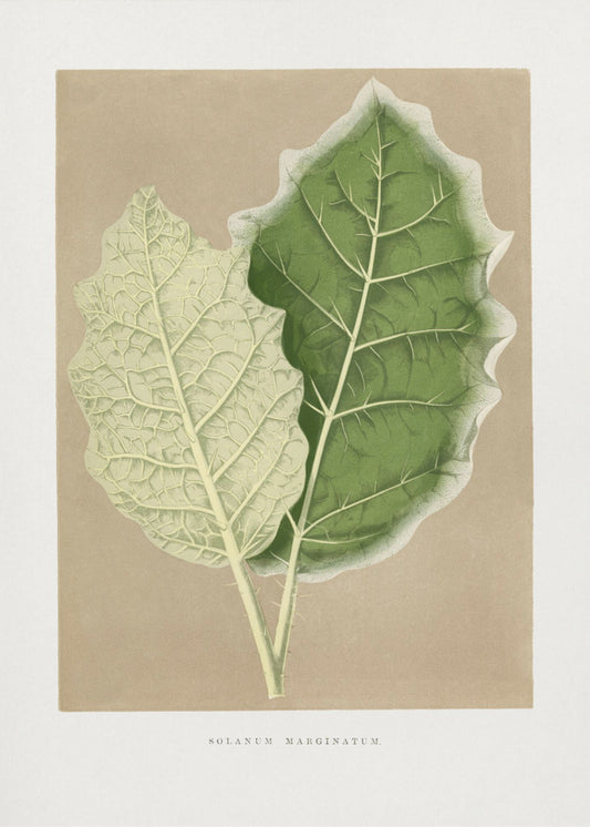 Illustratie van een groen Solanum Marginatum-blad | Canvas