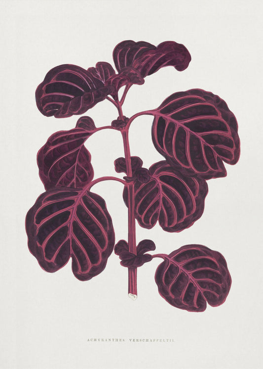 Roze Achyranthes Verschaffeltii bladillustratio | Canvas