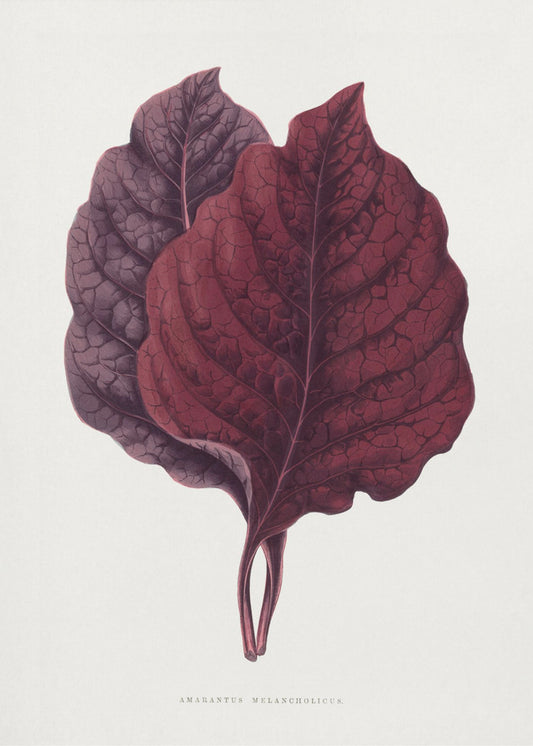 Roze Amarantblad Illustratie | Canvas