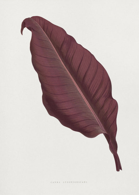 Roze Canna Atronigricans bladillustratie | Canvas