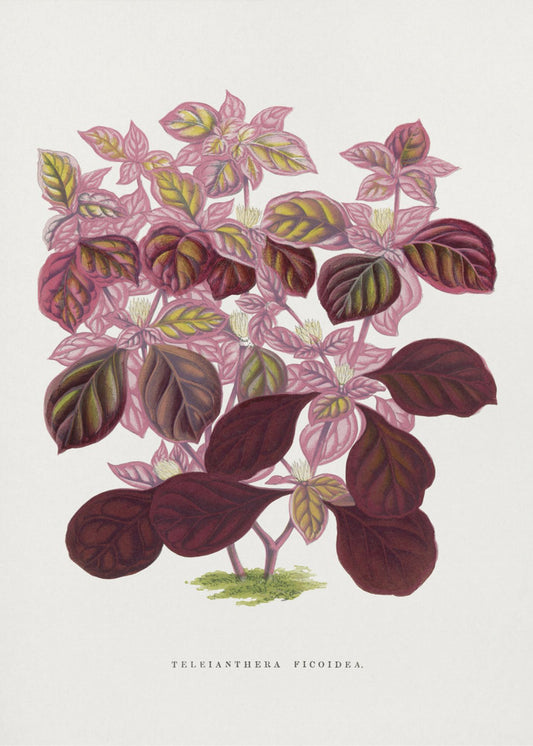 Roze Teleianthera Ficoidea bladillustratie | Canvas