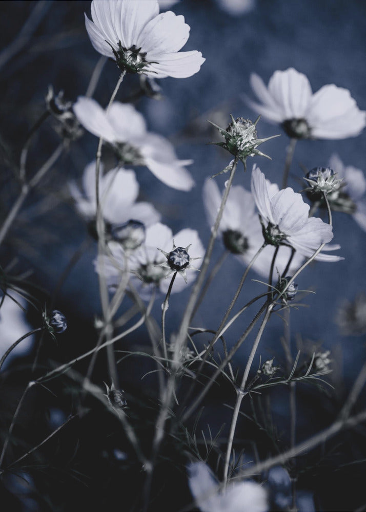 Wilde Bloemen 10 | Poster