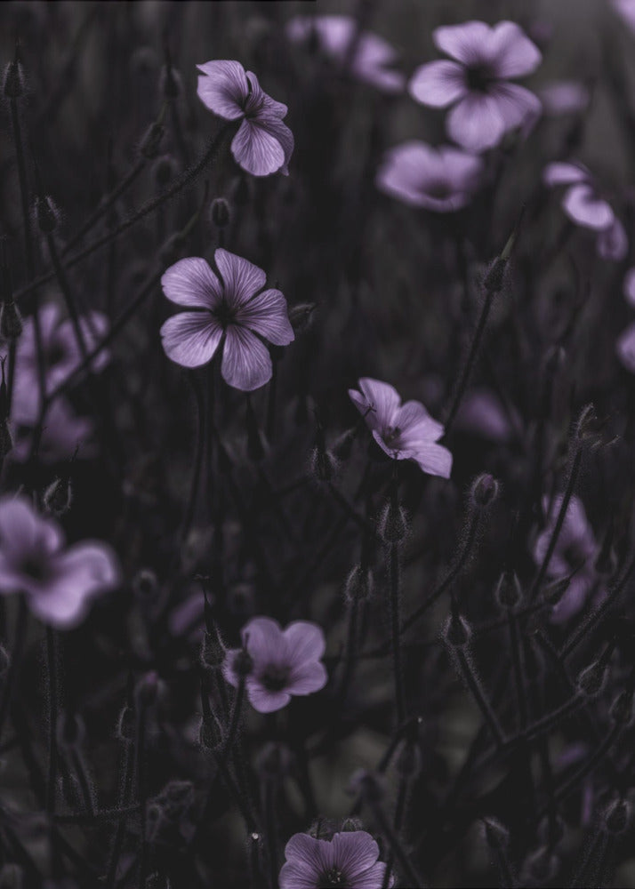 Donkere Bloemen 10 | Poster