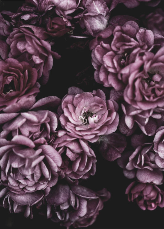 Wild Roses | Poster